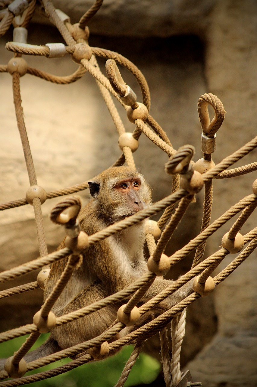 monkey  net  macaque free photo