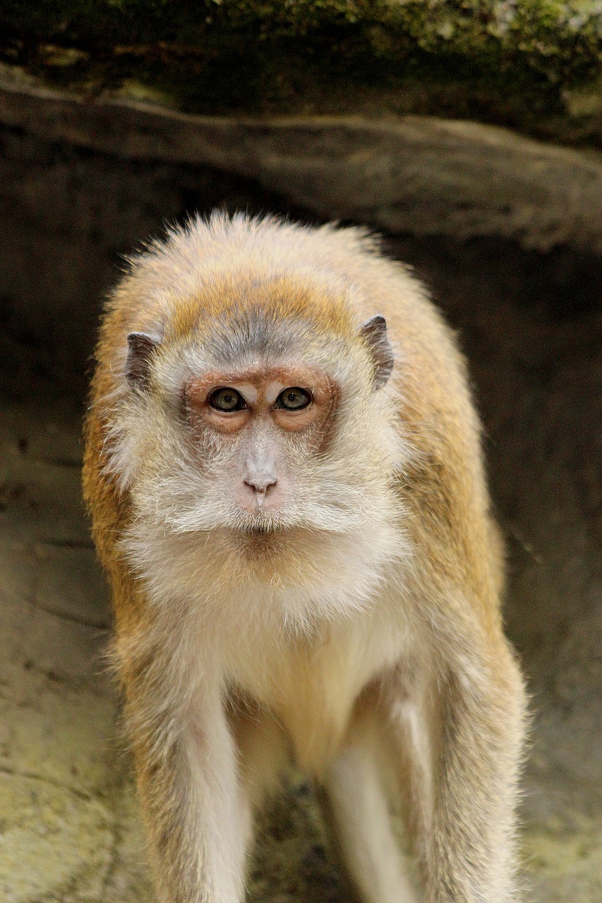 monkey  portrait  furry free photo