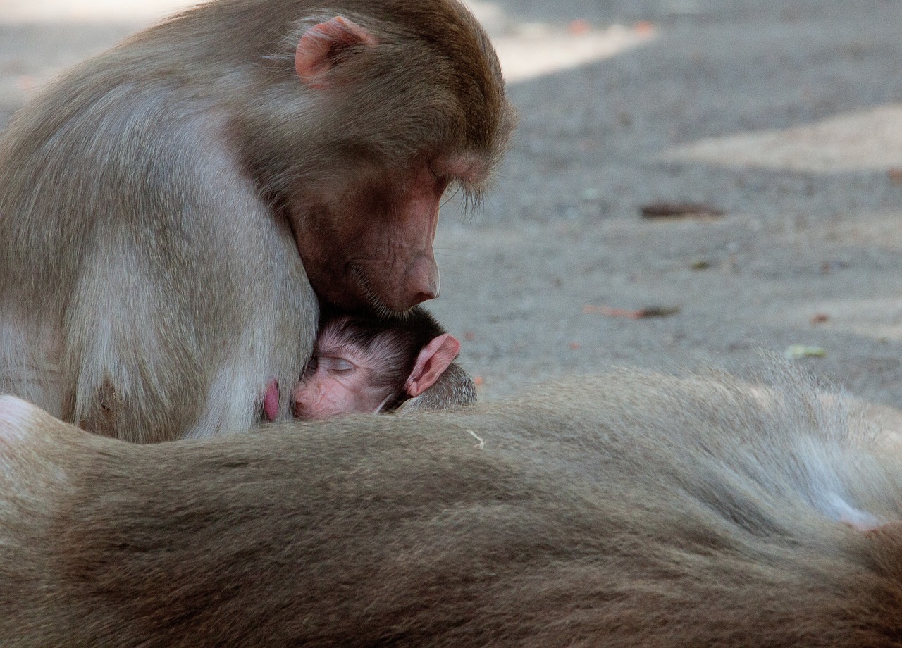 monkey  primate  animal free photo