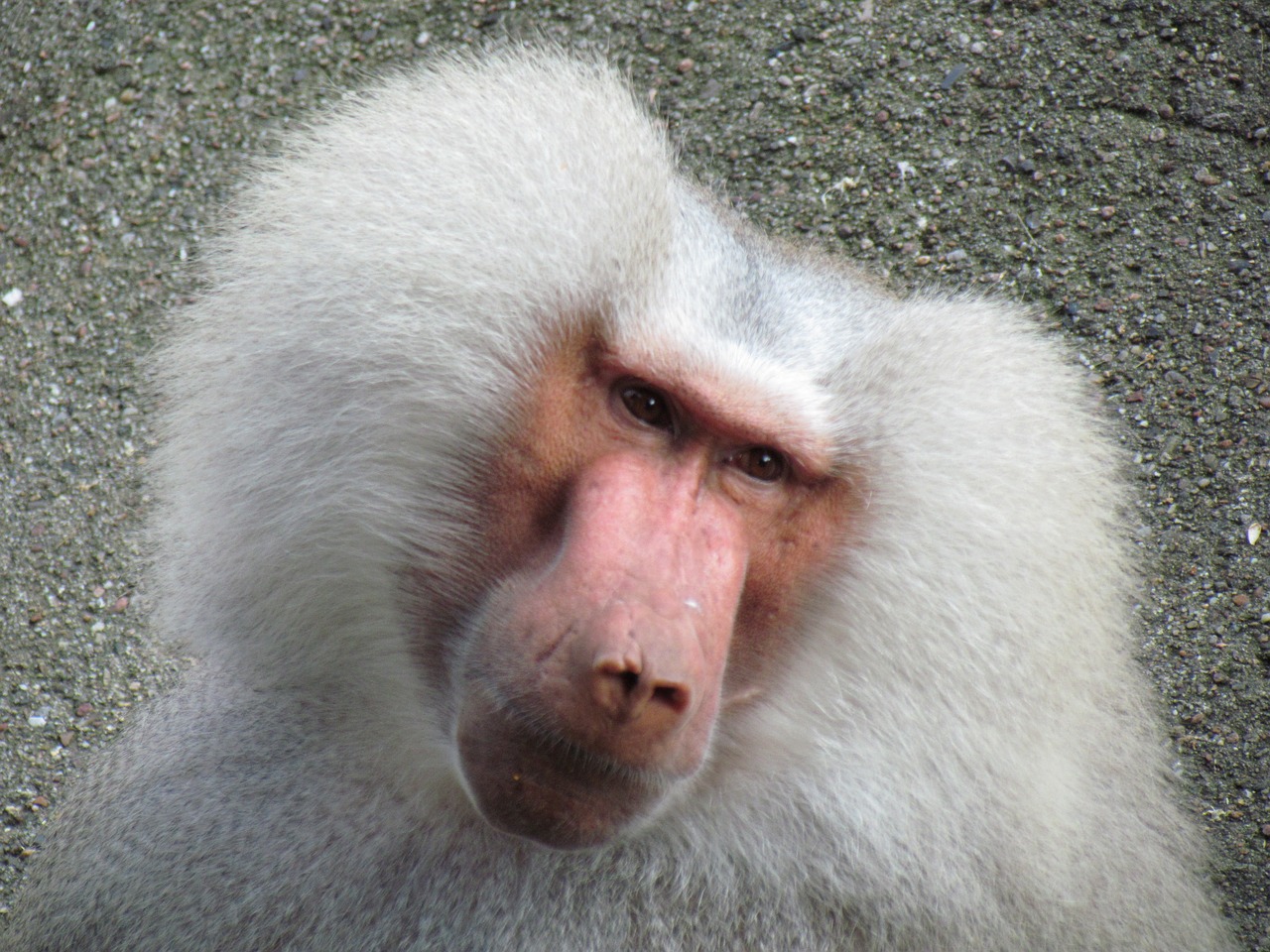 monkey  hair  hairstyle free photo