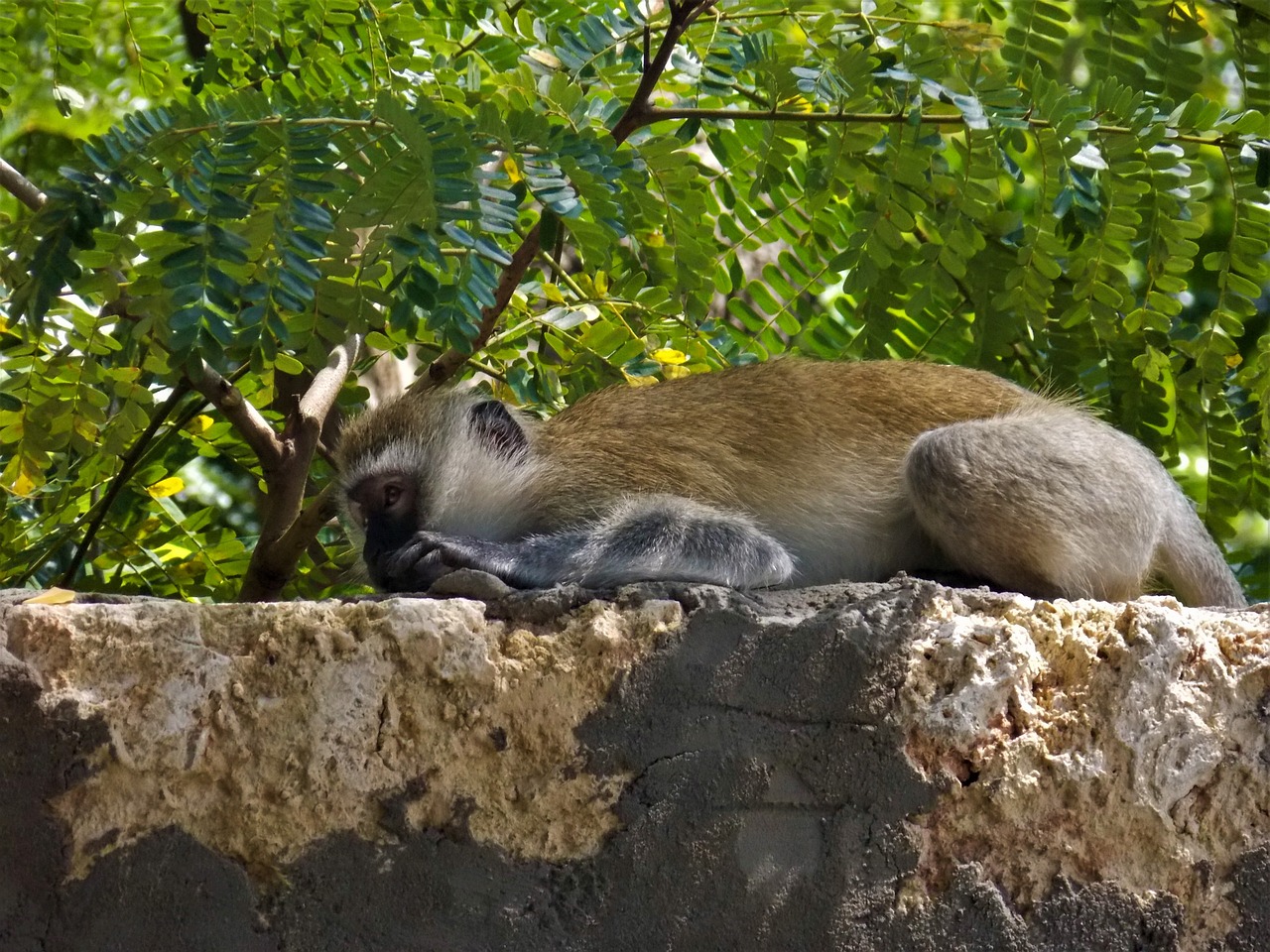 monkey  african monkey  animal free photo