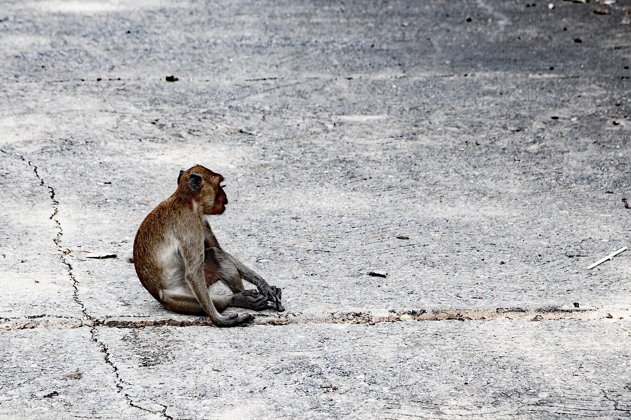 monkey  animal  monkey temple free photo