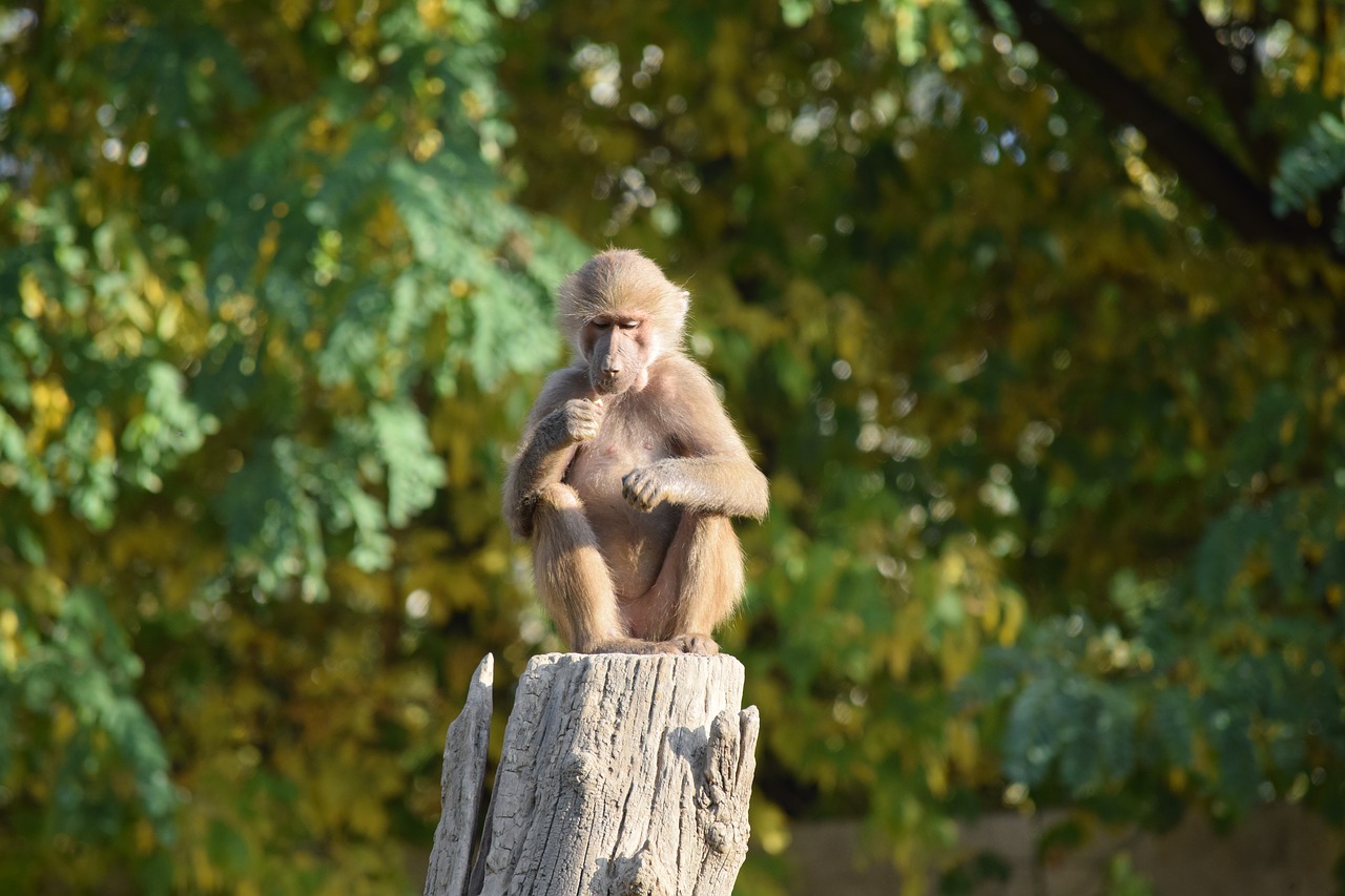 monkey  sitting zoo  animal free photo