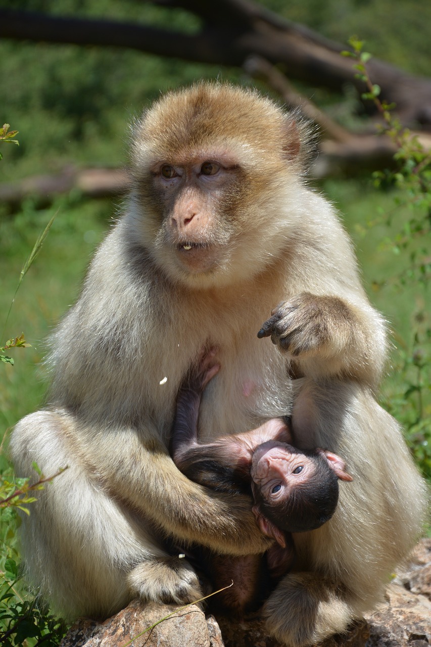monkey  mother and son  animal free photo