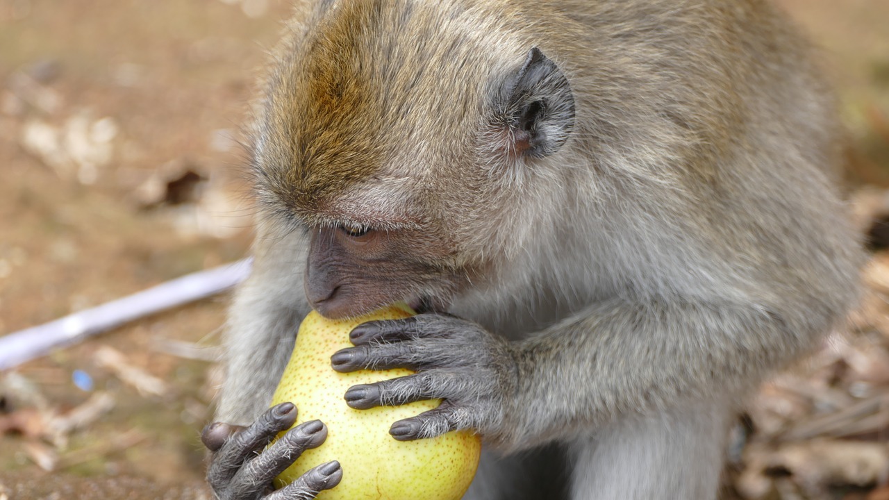 monkey  ape  mauritius free photo
