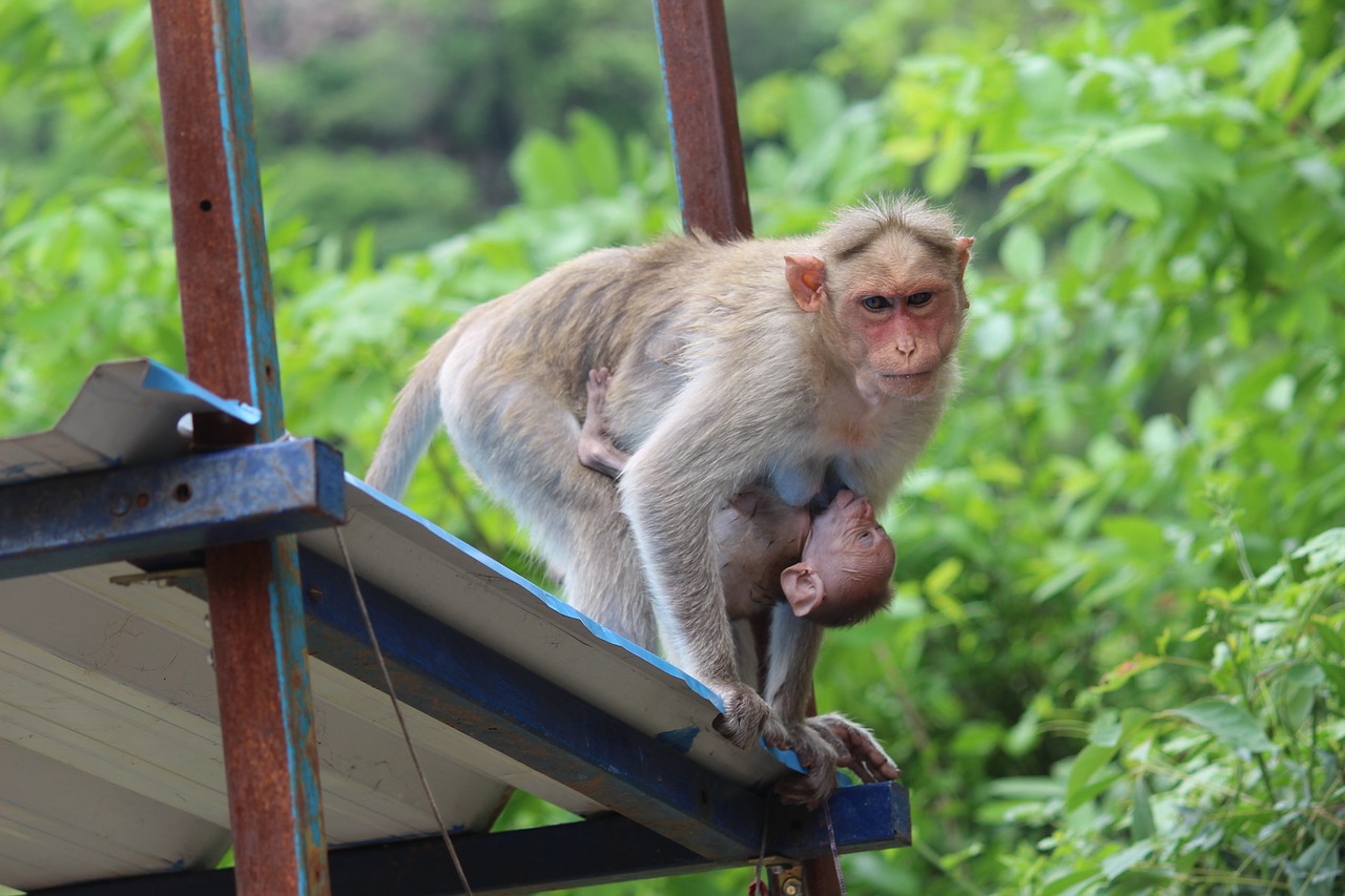 monkey  monkey mother baby love  wildlife free photo