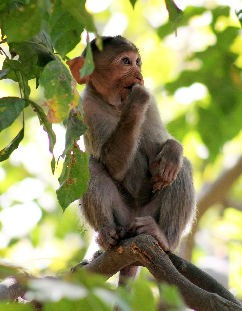 monkey thinking branch free photo