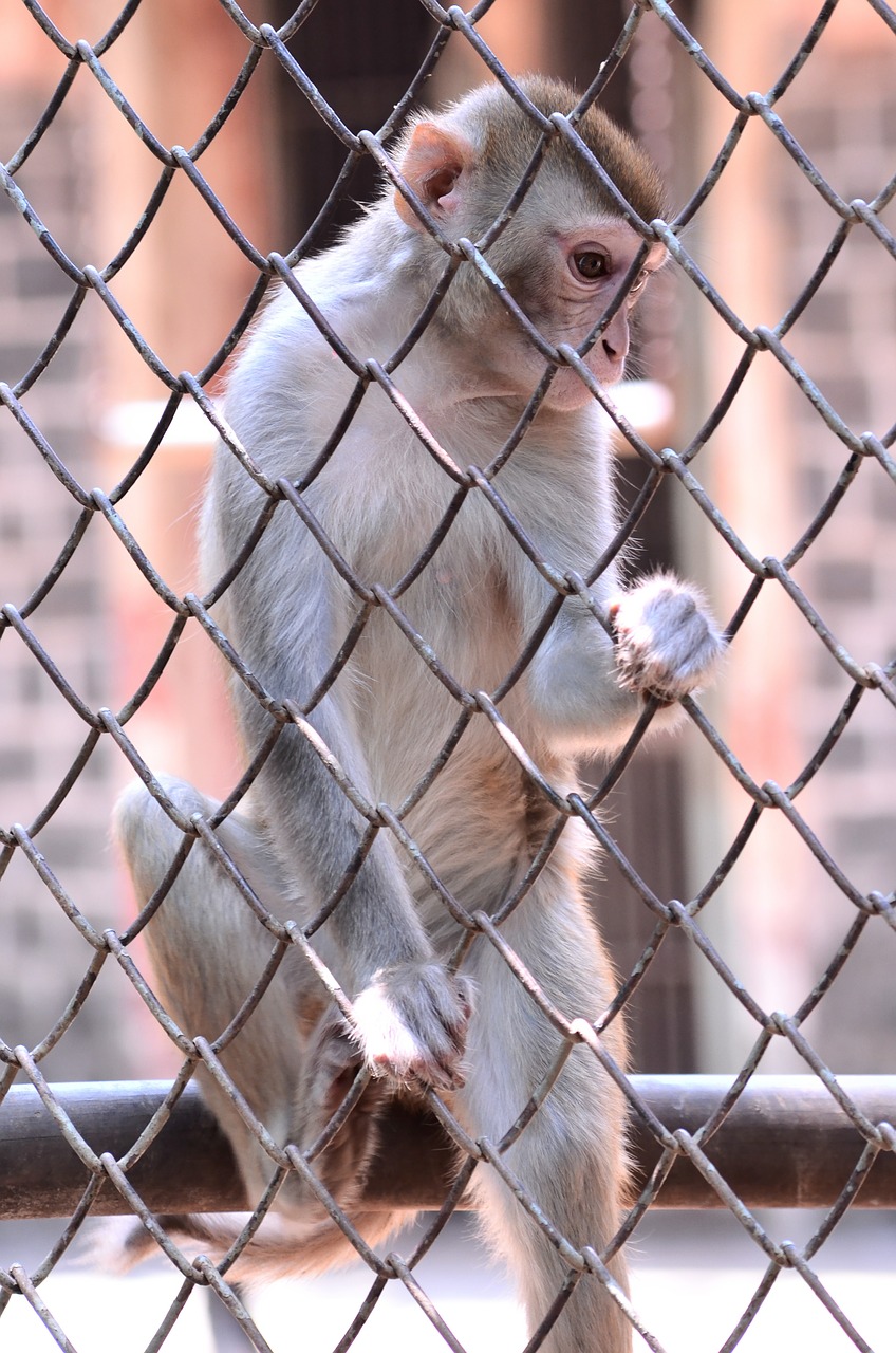 monkey climb cage free photo