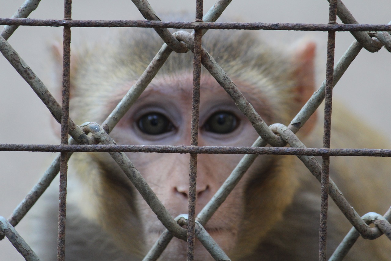 monkey staring face free photo