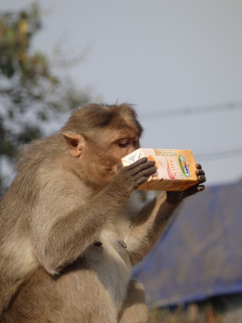 monkey  food  eat free photo