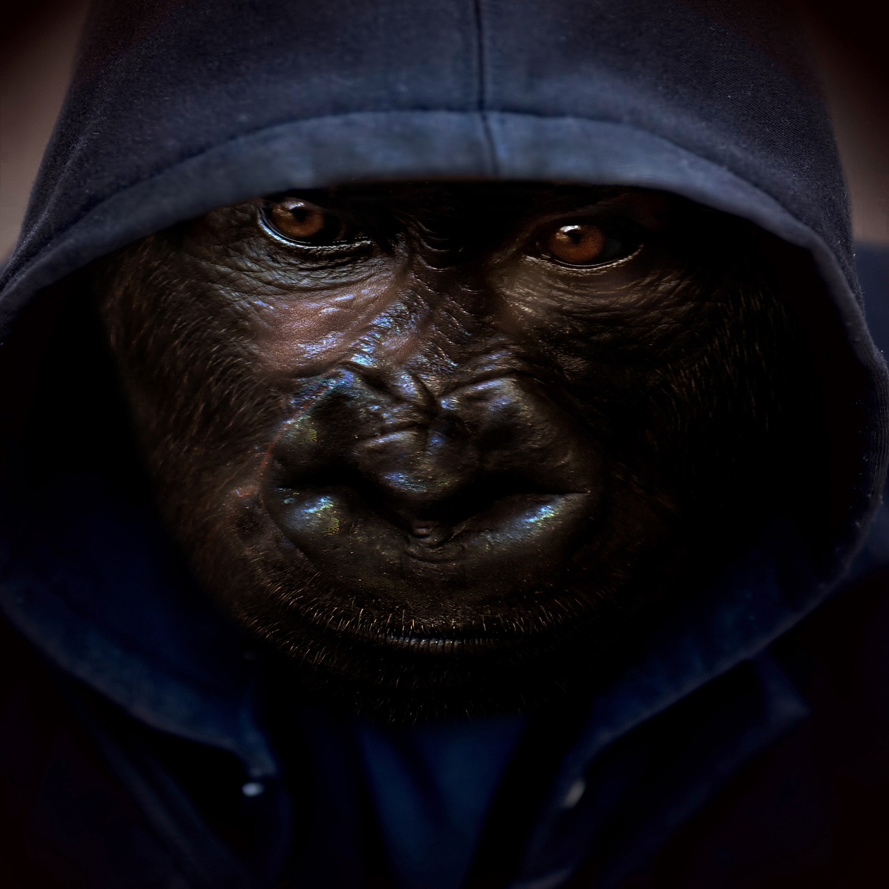 monkey  hoodie  background free photo