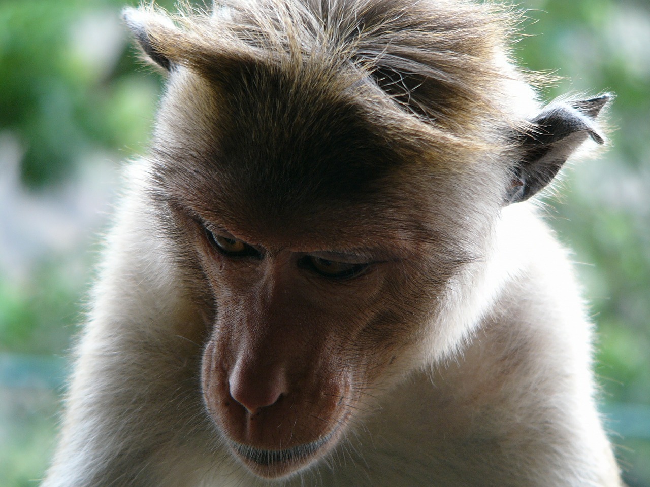 monkey animal wild free photo