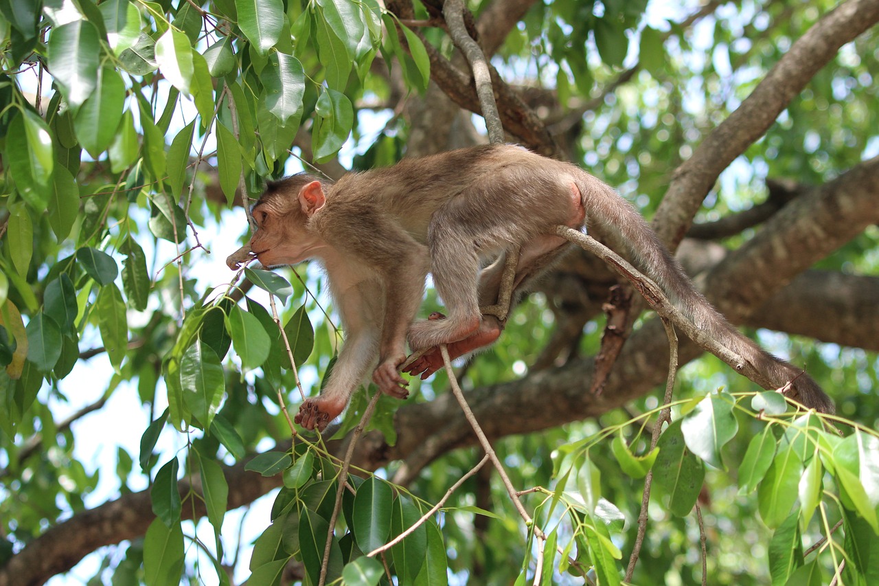 monkey  branch  wild free photo