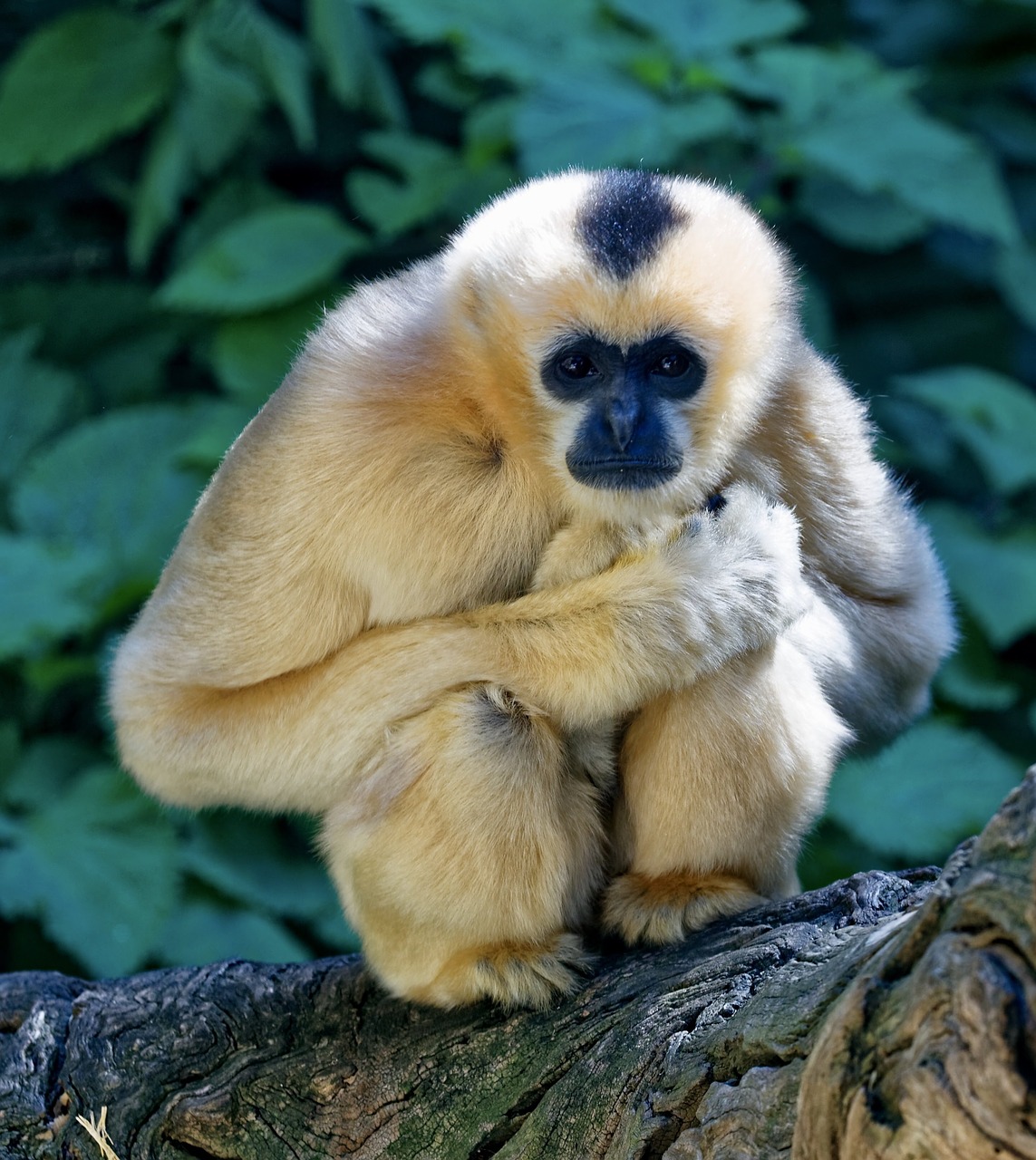 monkey  crouching  staring free photo