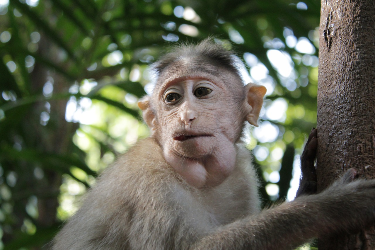 monkey  marmoset  india free photo