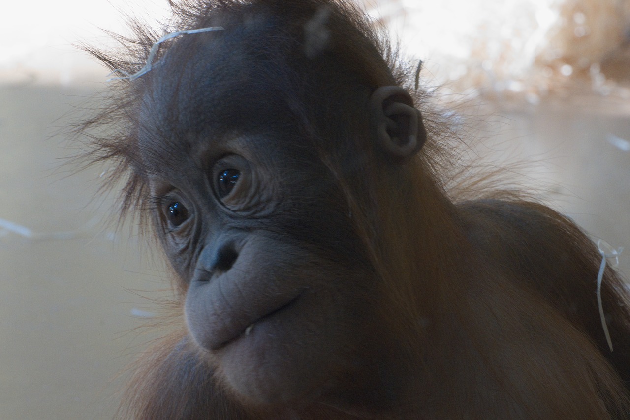 monkey  orang-utan  animal free photo