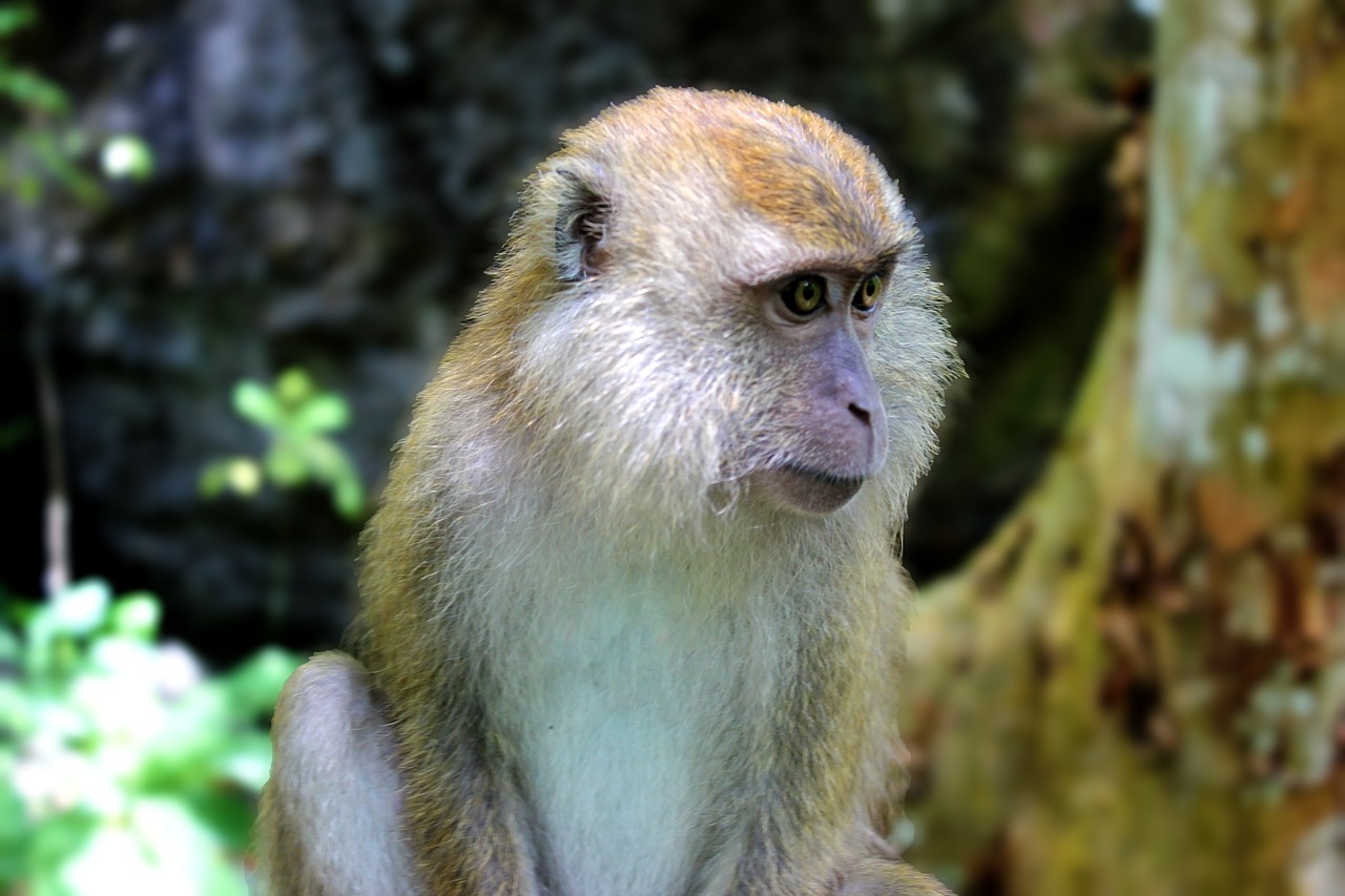 monkey  wildlife  primate free photo