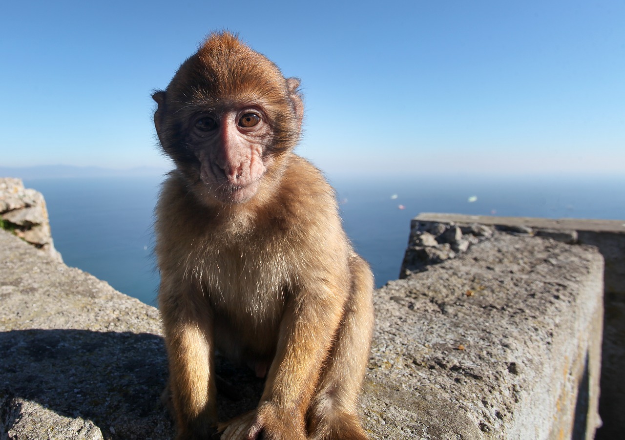 monkey  baby  gibraltar free photo