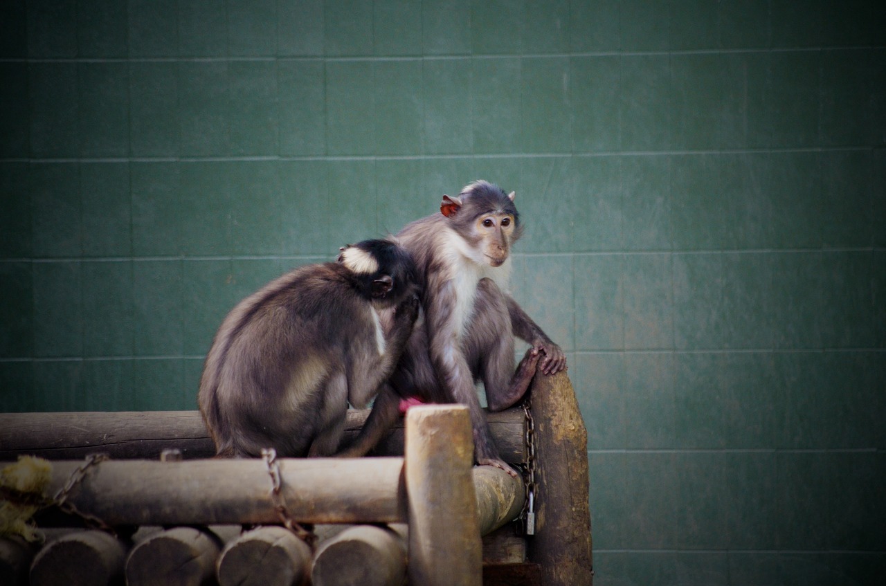 monkey animal zoo free photo