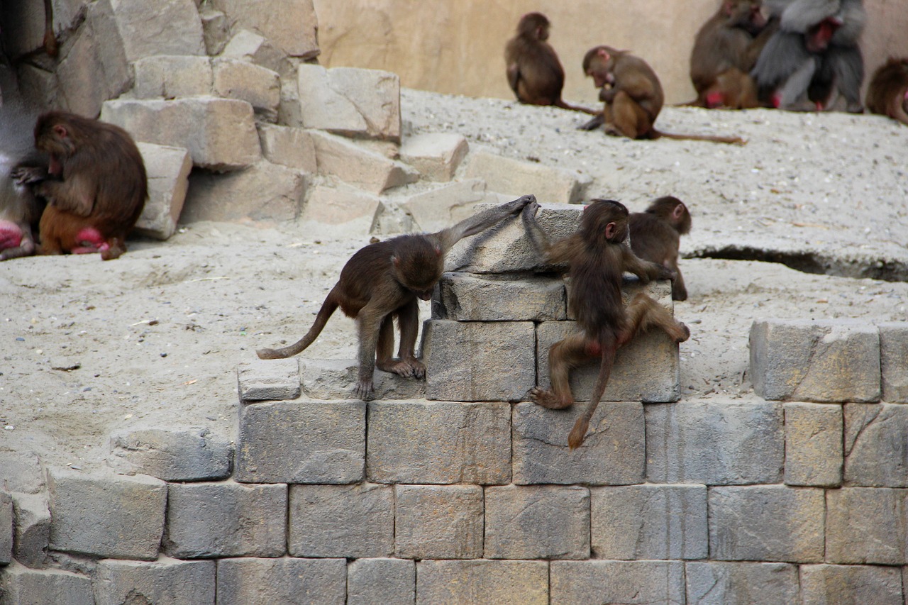 monkey  zoo  ape free photo