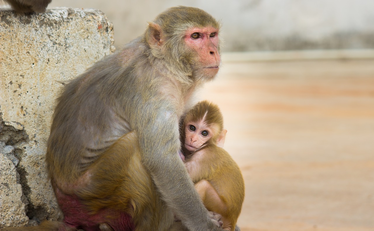 monkey  primate  ape free photo