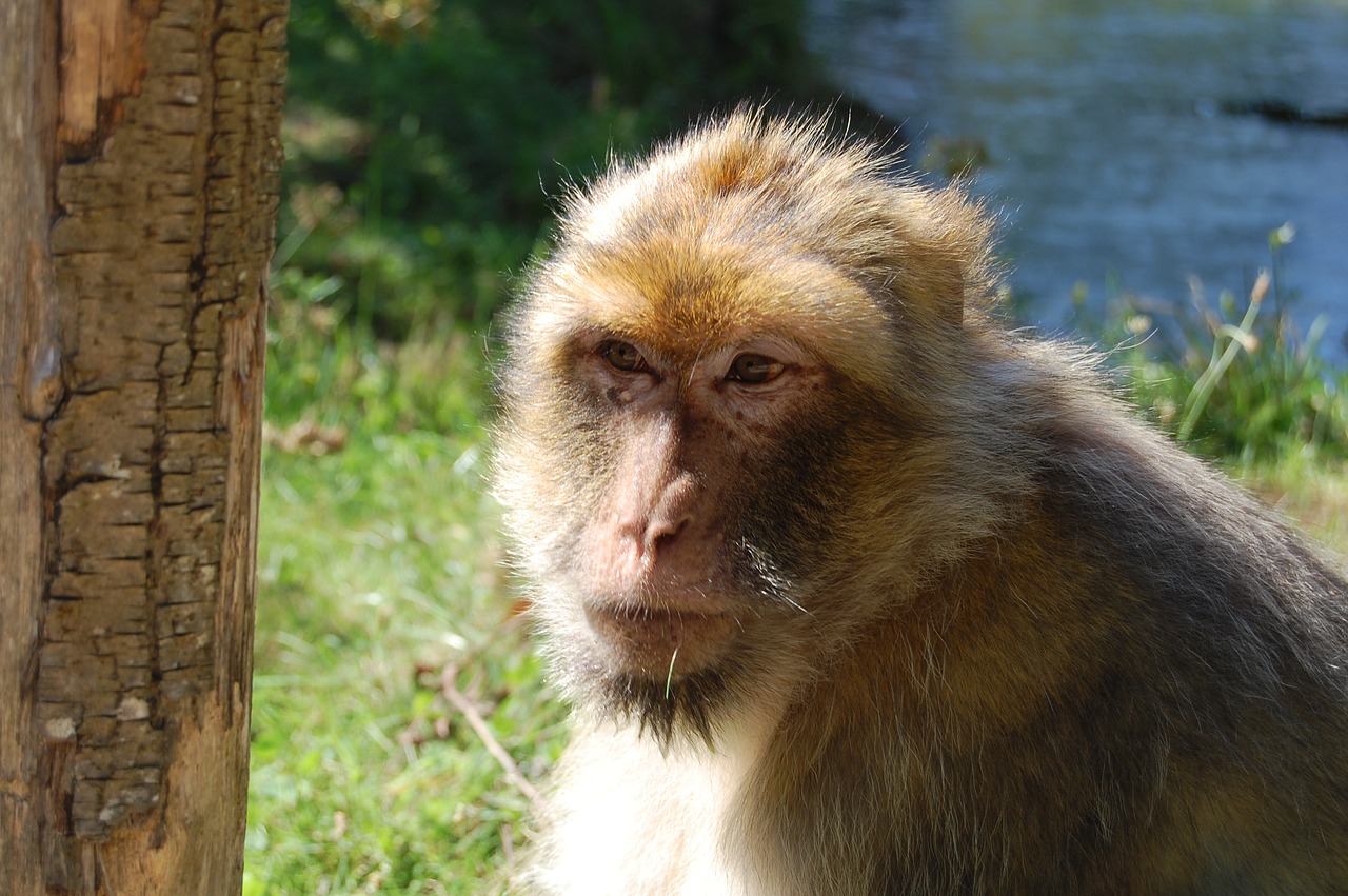 monkey  careful  zoo free photo