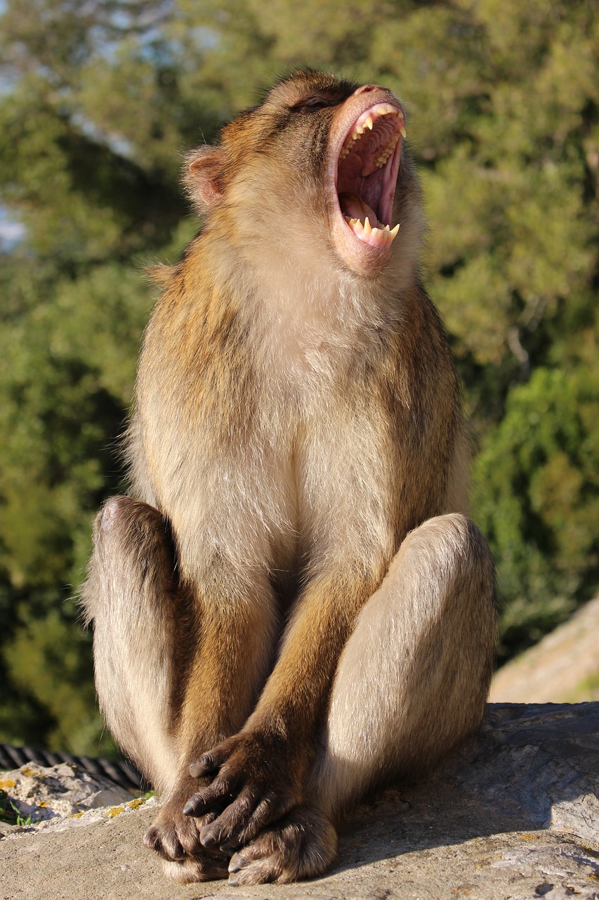 monkey  macaque  mammal free photo