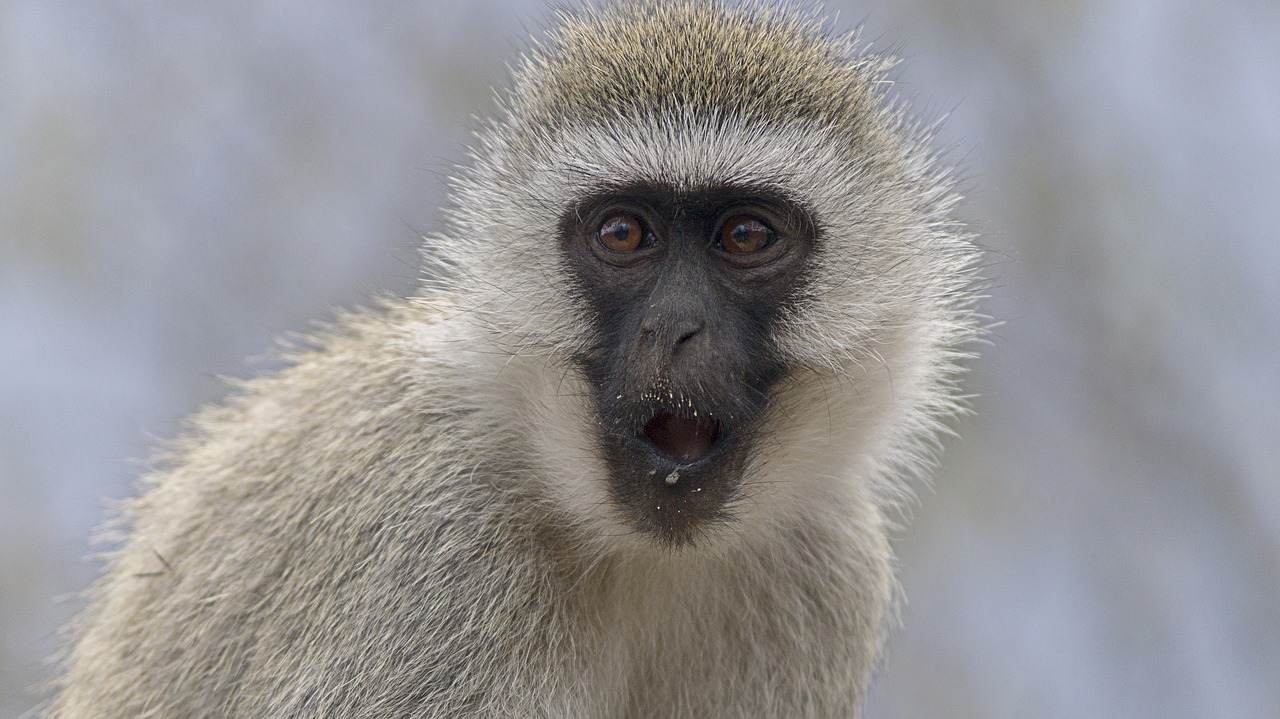 monkey  closeup  wildlife free photo