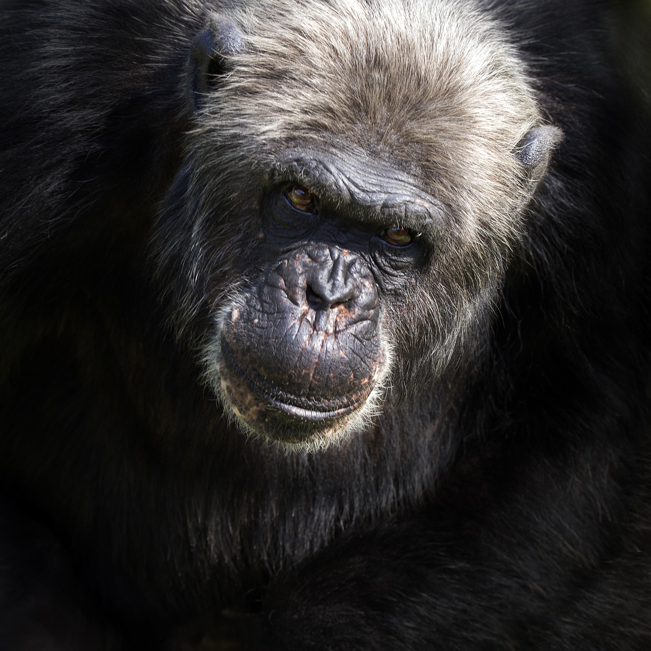 monkey  animal  chimpanzee free photo