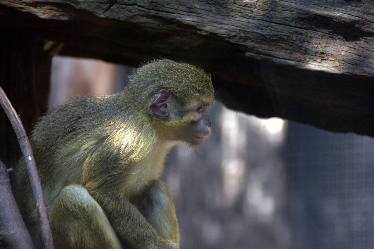 monkey  zoo  prague free photo