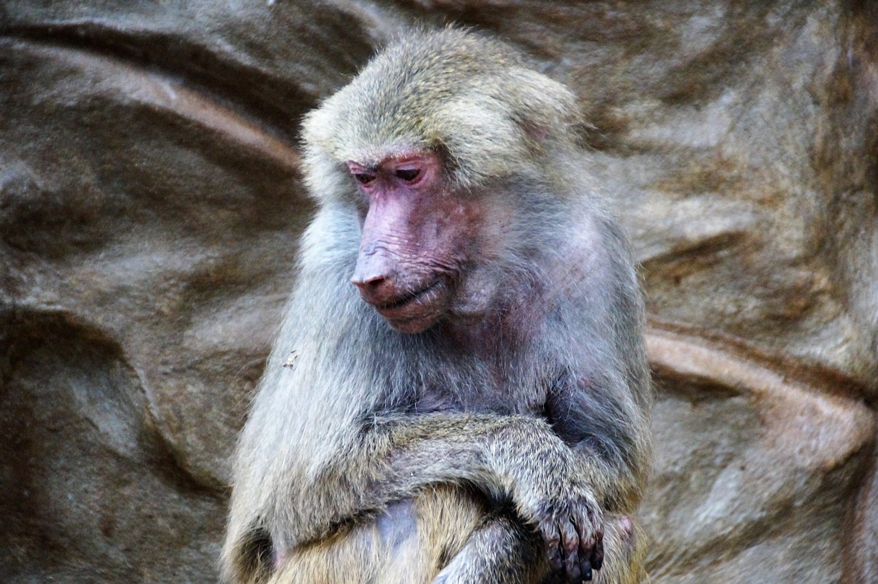 monkey  baboon  animal free photo