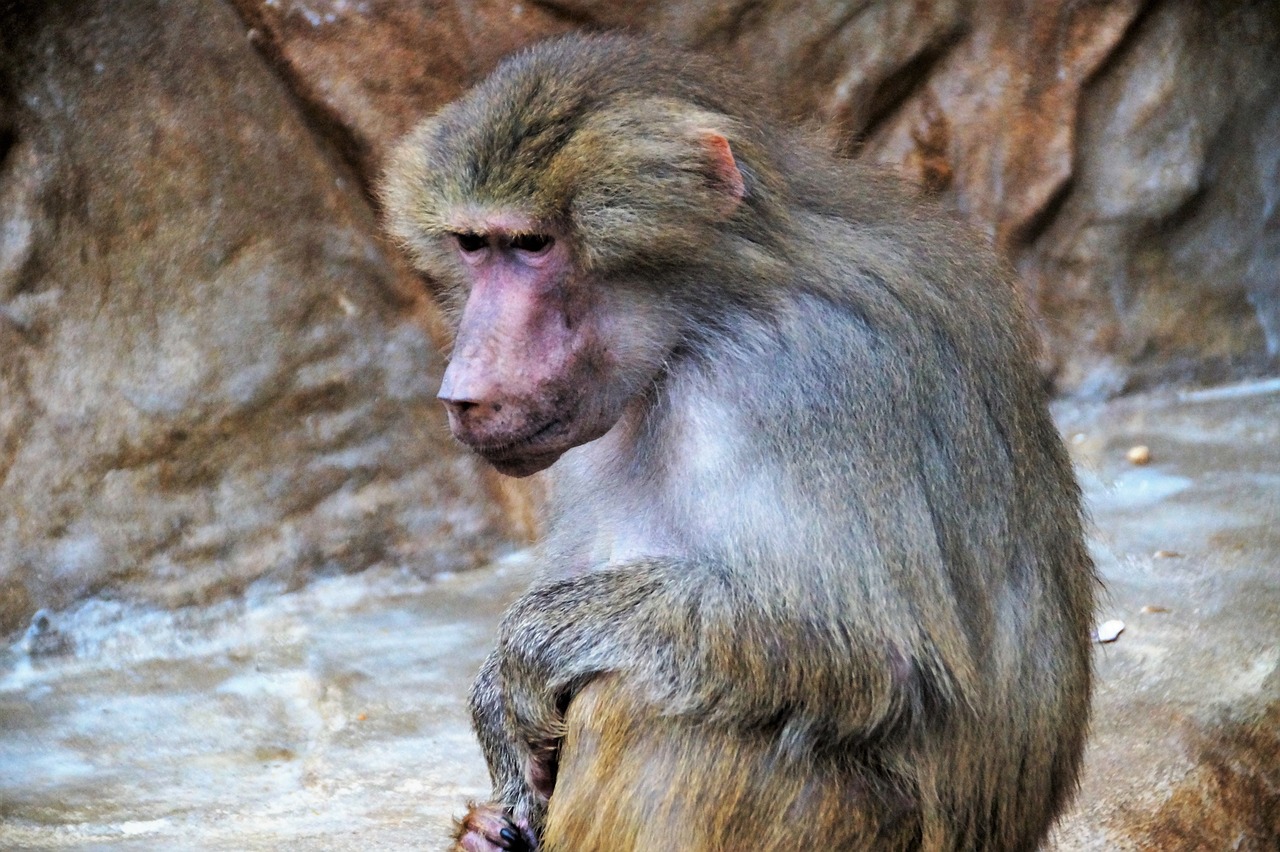 monkey  baboon  animal free photo