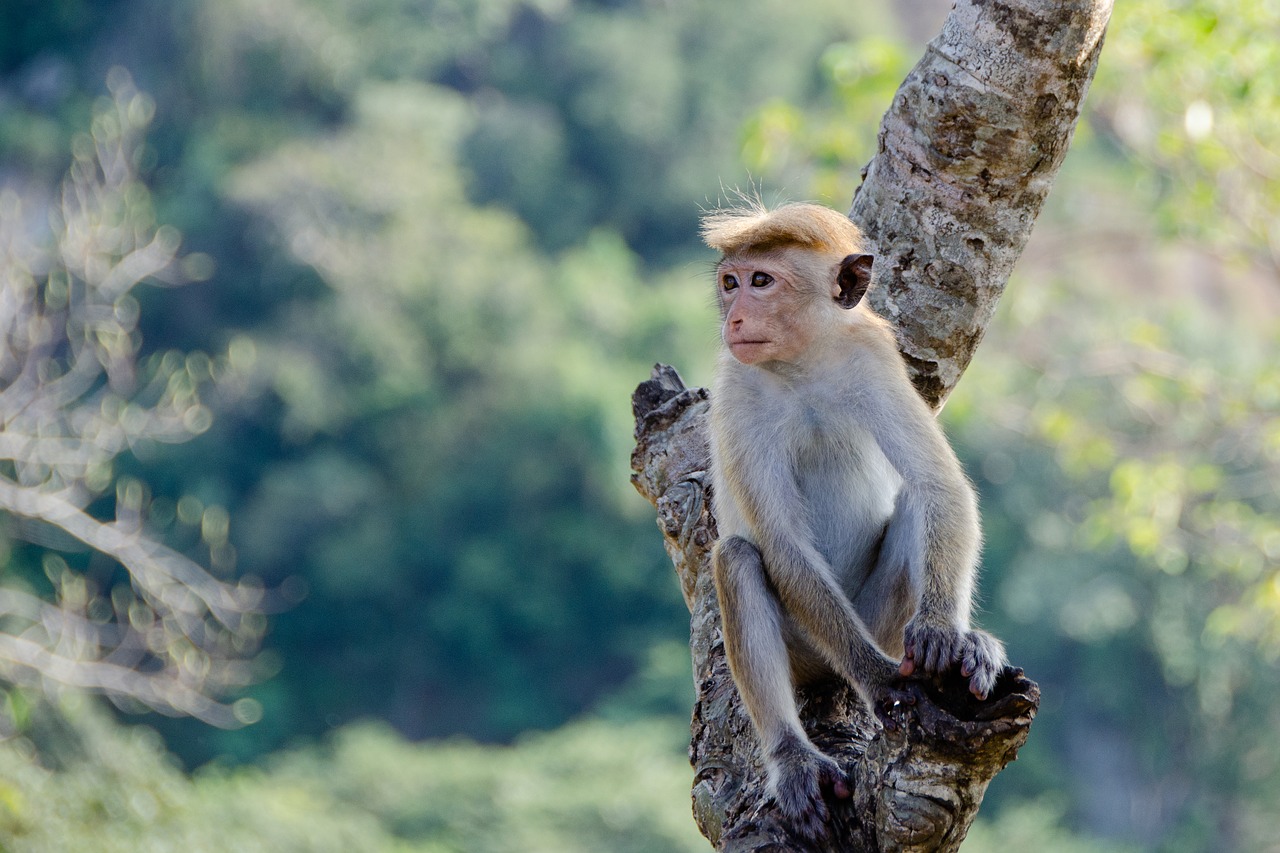monkey  animal  primate free photo