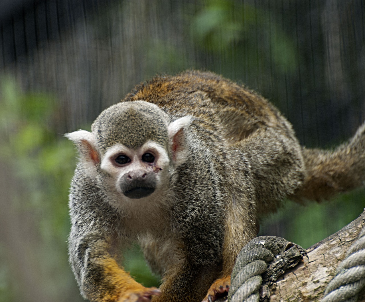 monkey  äffchen  zoo free photo