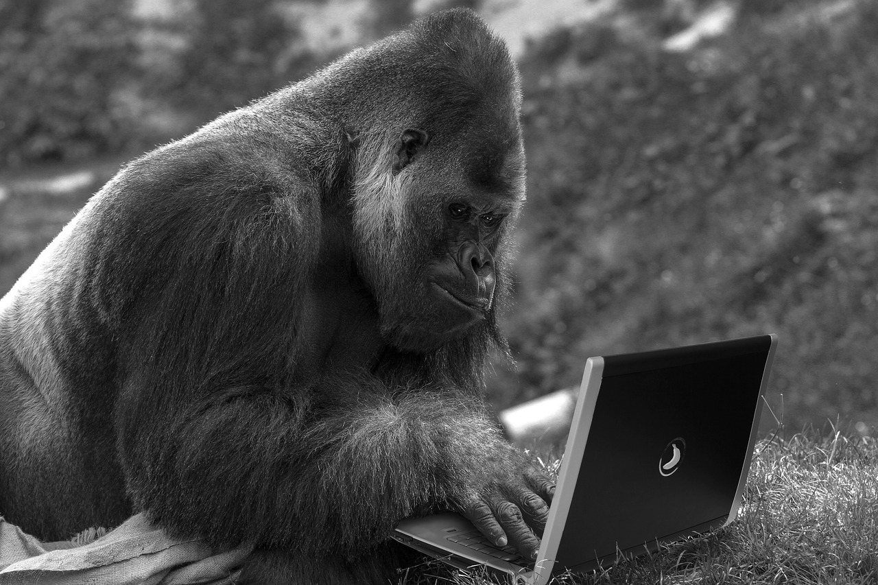 monkey  laptop  computer free photo
