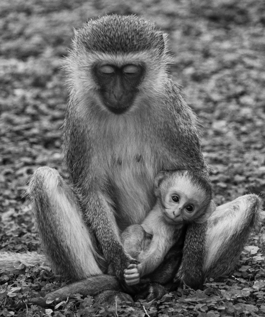 monkey  monkey baby  kenya free photo