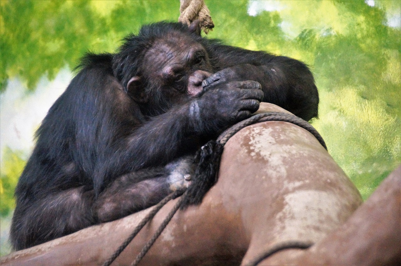 monkey  sleeping  chimp free photo