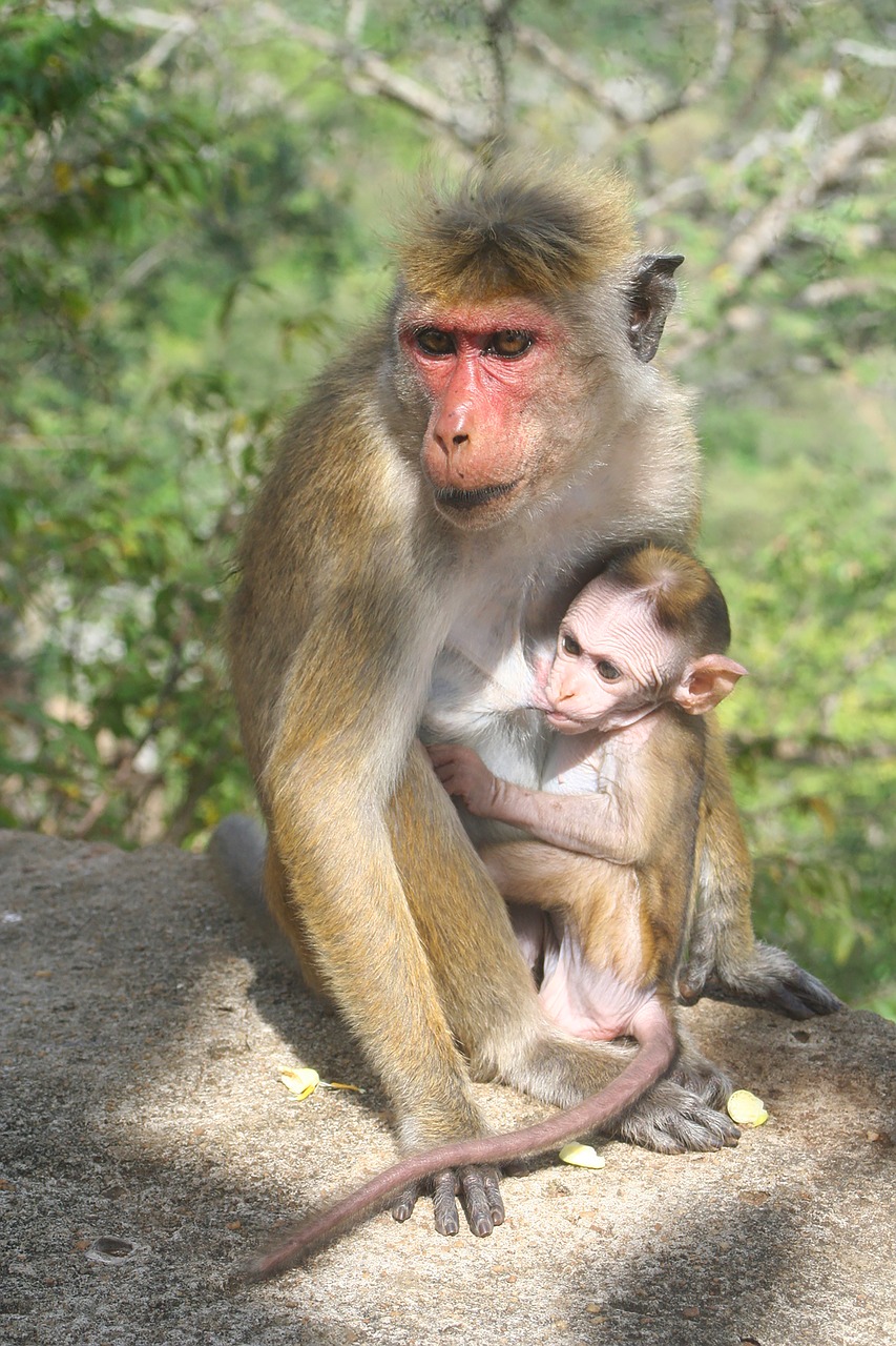 monkey  mom  mother free photo