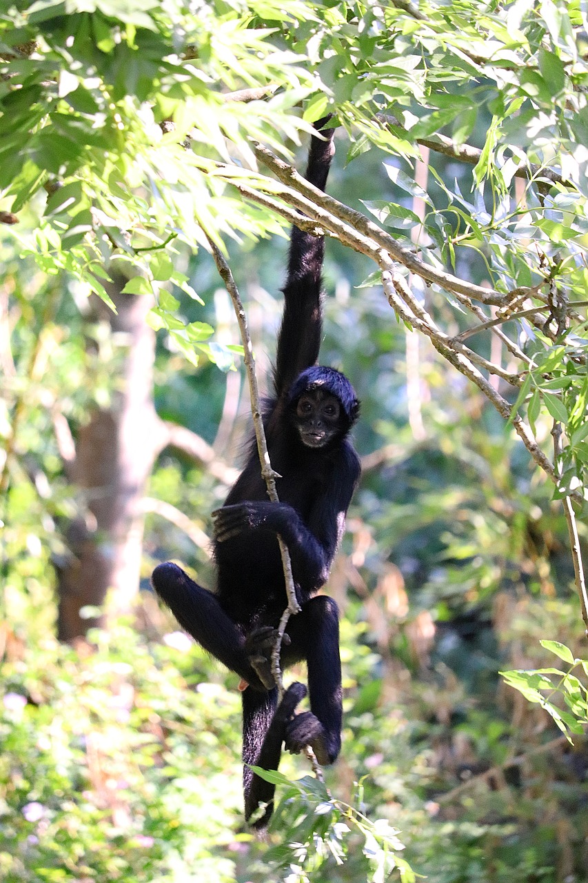 monkey  animal  zoo free photo