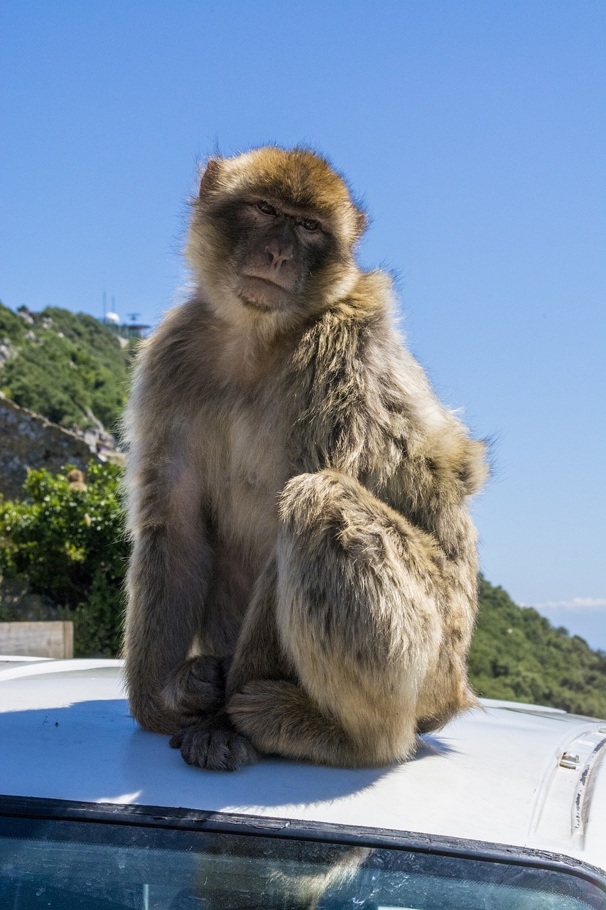 monkey  gibraltar  animal free photo
