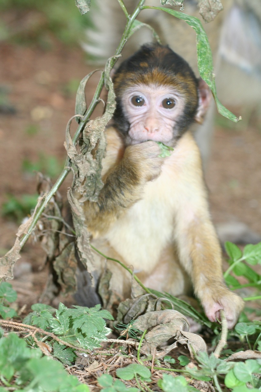 monkey baby nature free photo