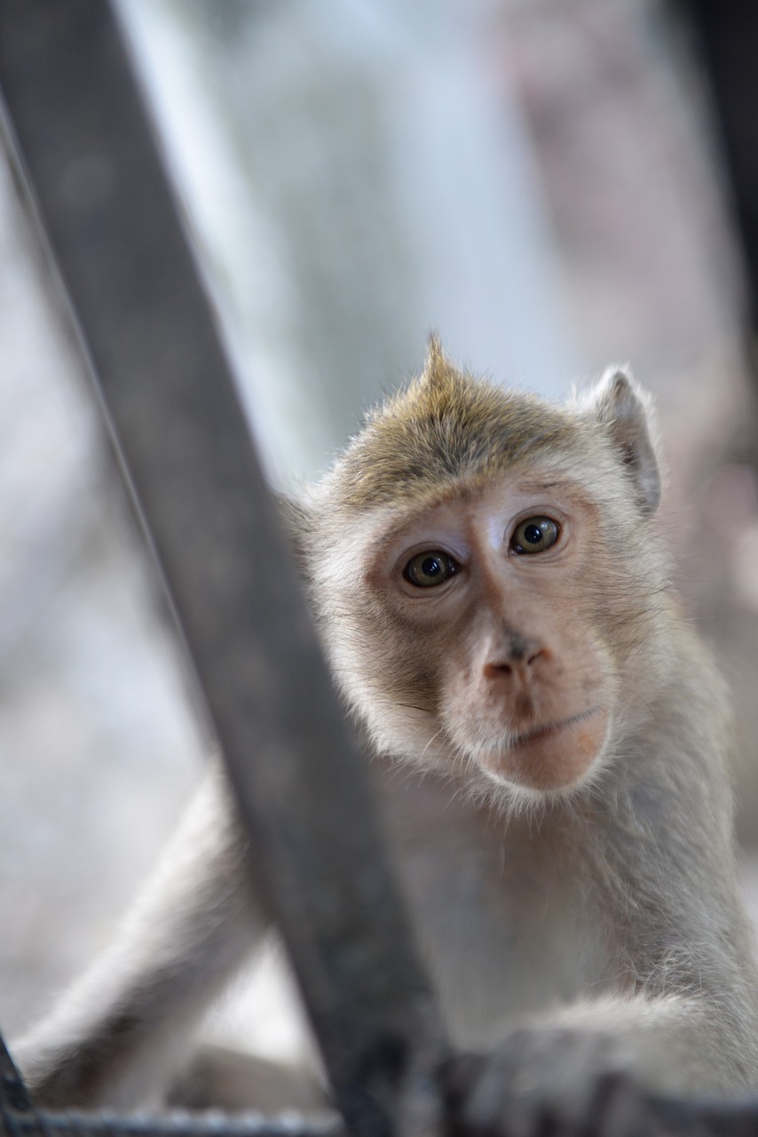 monkey  curious  animals free photo