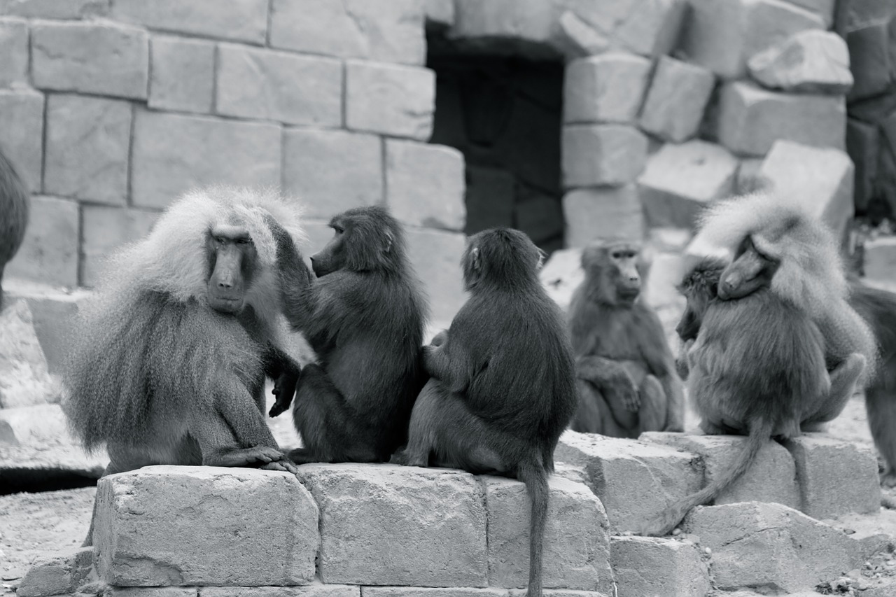 monkey  zoo  chimpanzee free photo