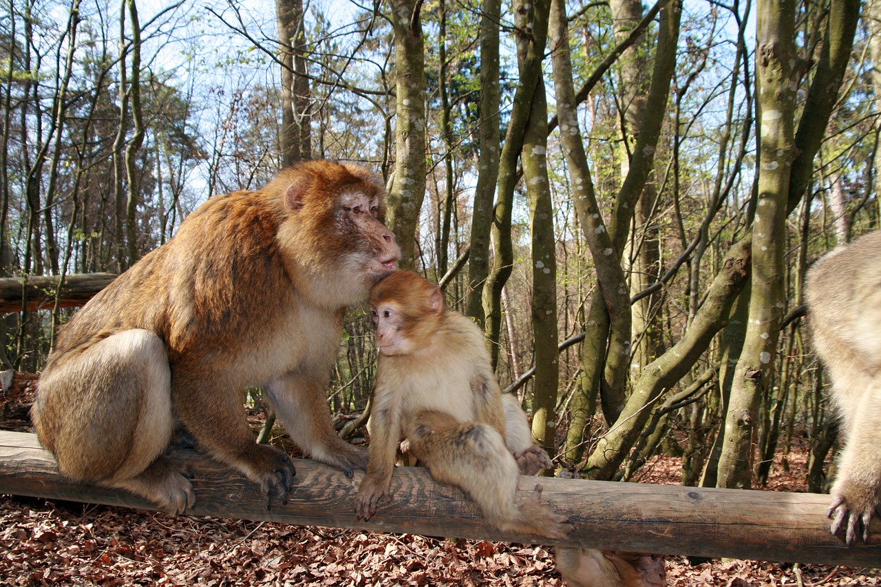 monkey  animal  forest free photo