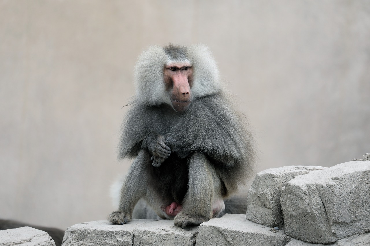 monkey  zoo  mammal free photo