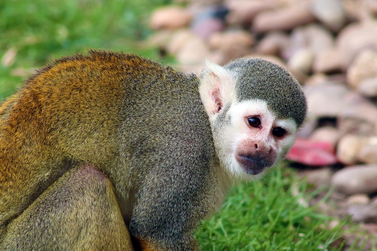 monkey  squirrel monkey  mammal free photo