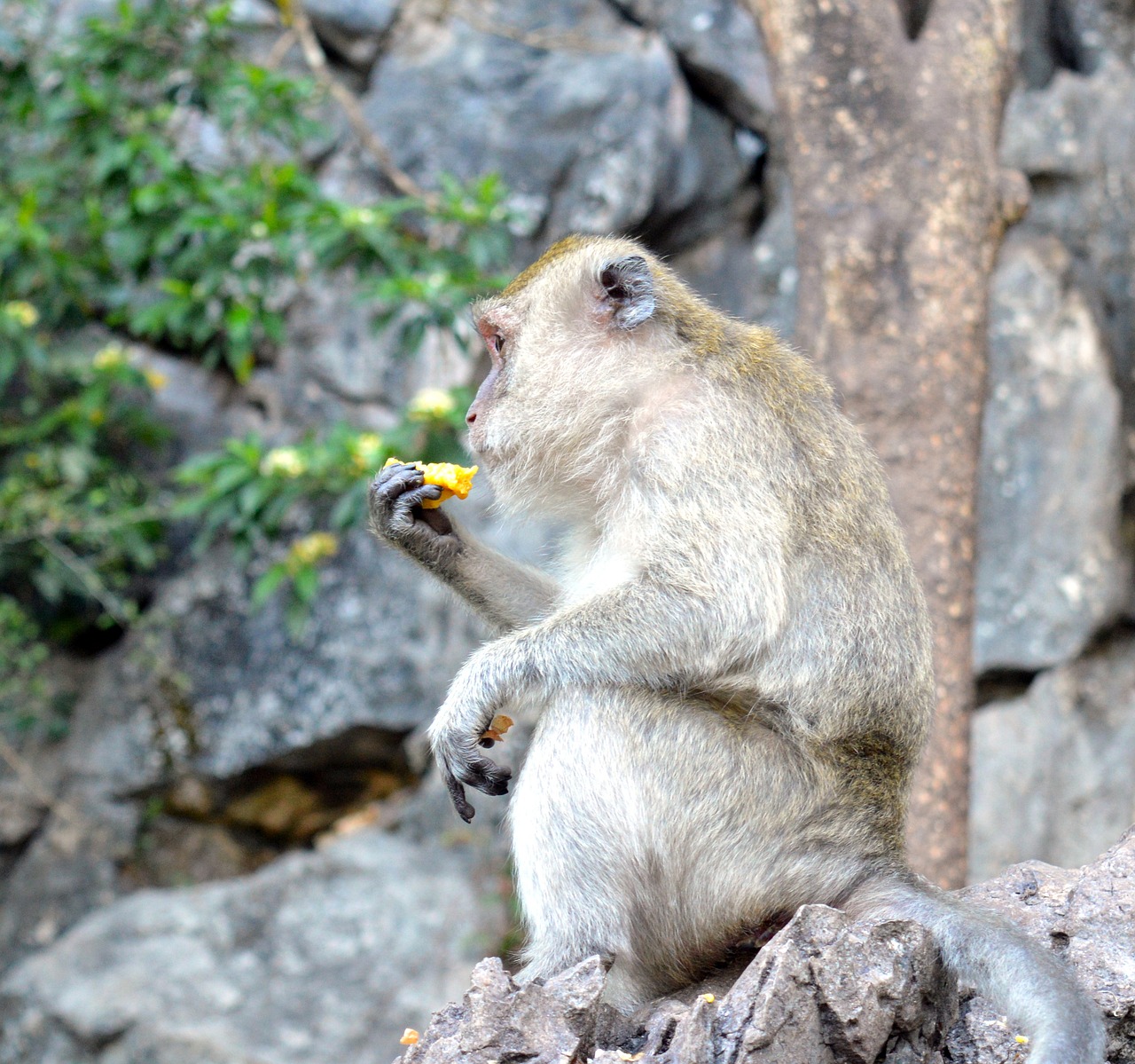 monkey  rhesus monkeys  primate free photo