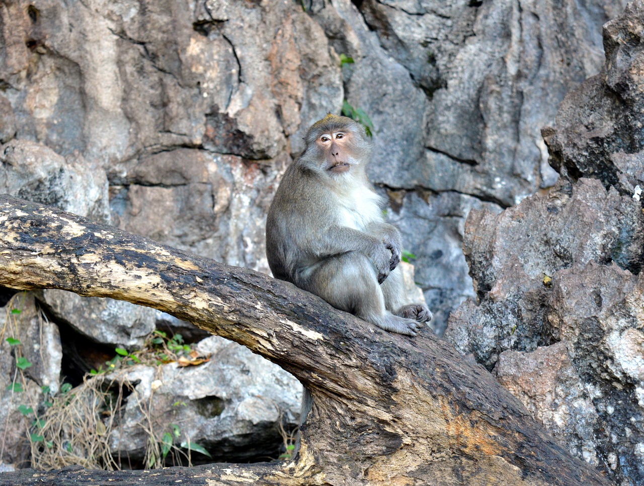 monkey  rhesus monkeys  primate free photo