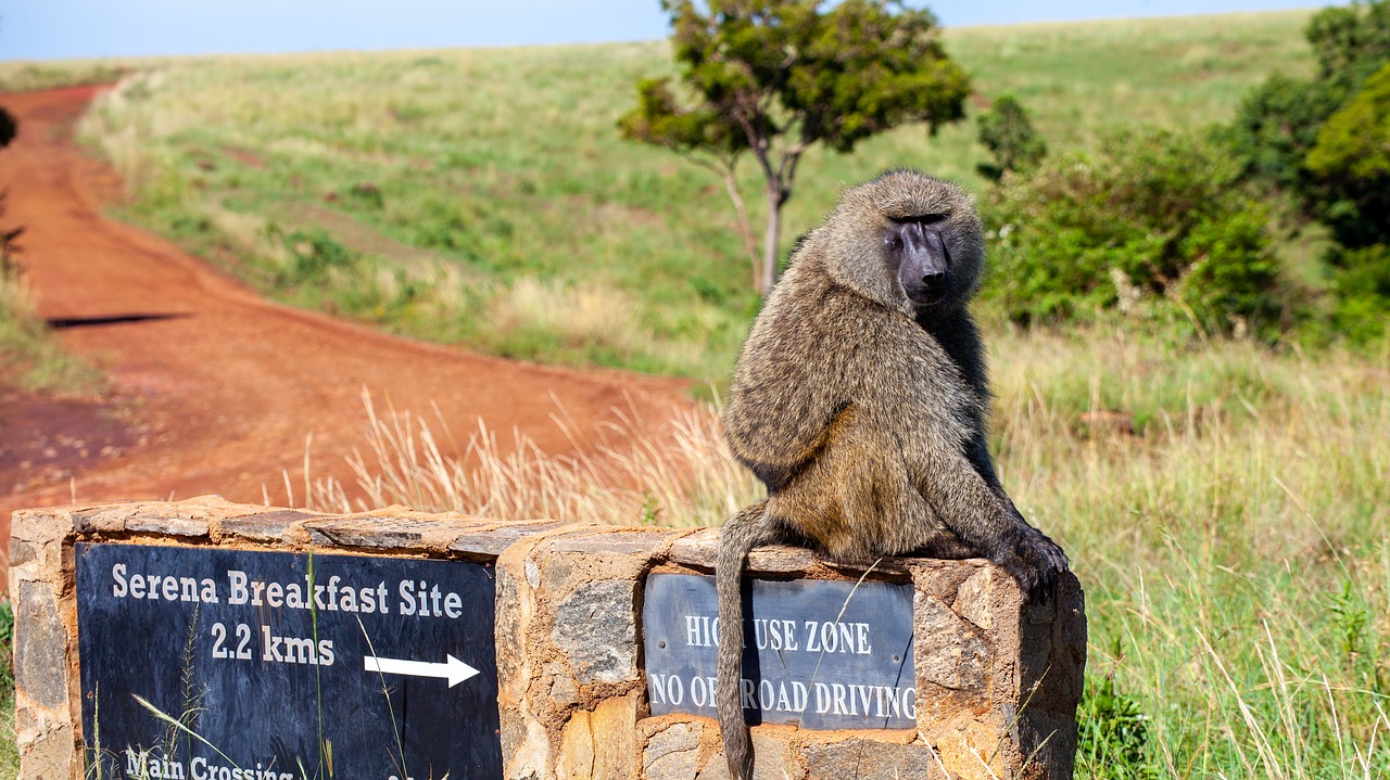 monkey  breakfast  savannah free photo