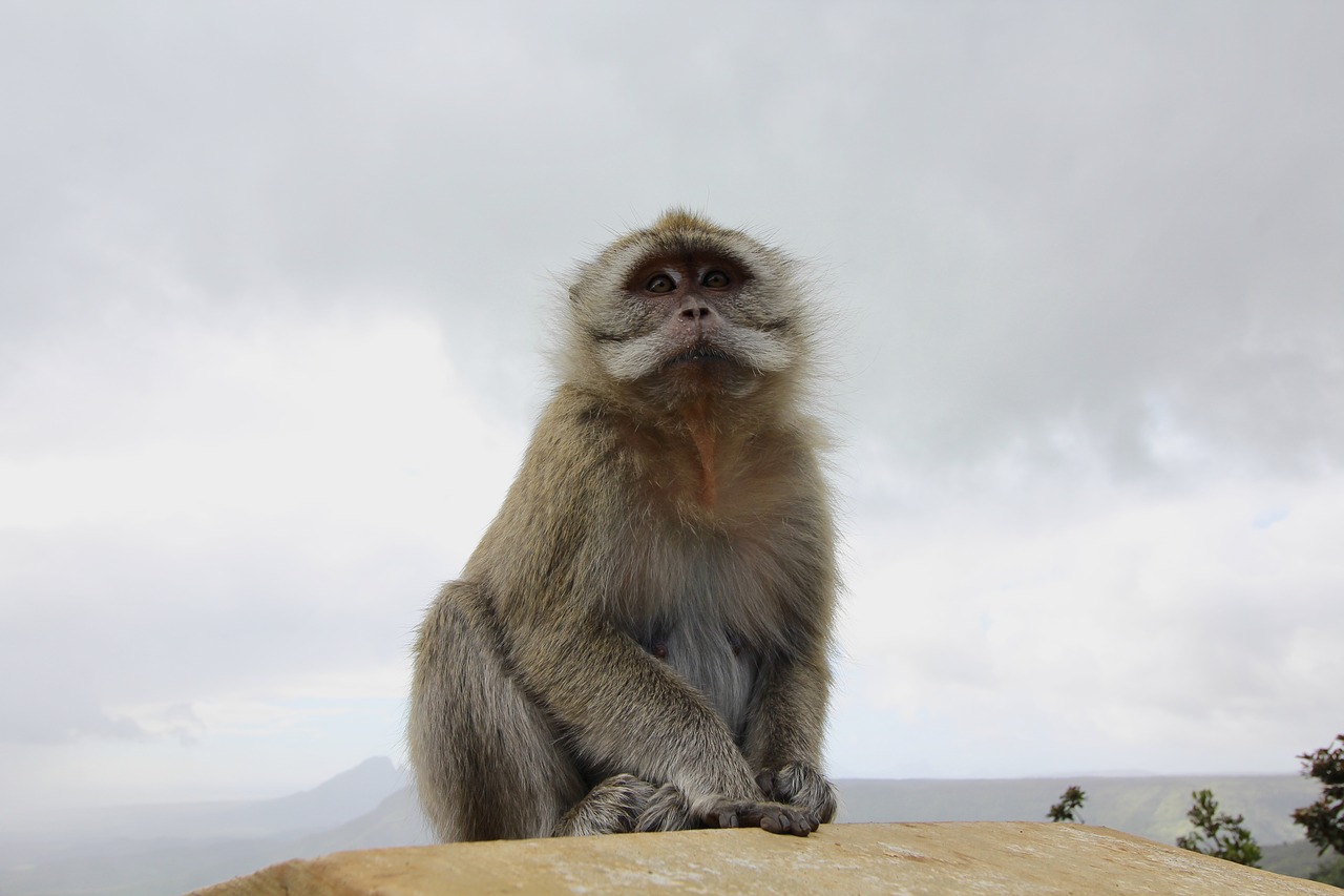 monkey  mauritius  nature free photo